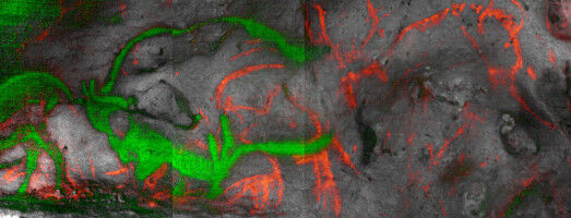 Art & design - Image hyperspectrale obtenue par reflectance imaging spectroscopy (RIS) du panneau du Carrefour indiquant un contraste visuel entre les représentations réalisées avec le noir de carbone (en rouge, Cer Art & design